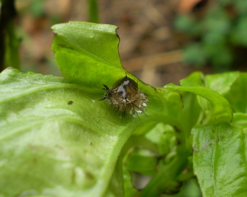 Ichneumonidae (Anomaloninae) ed exuvia (muta) di lepidottero